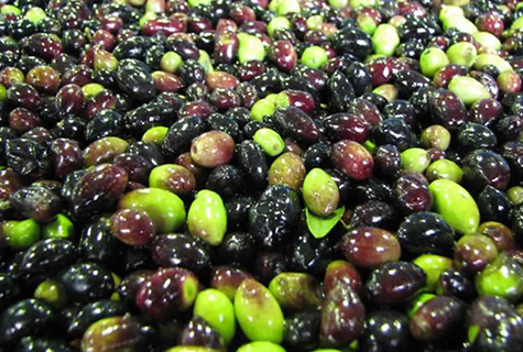 The harvesting of olives