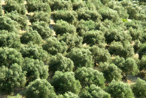 Olive trees - Olives